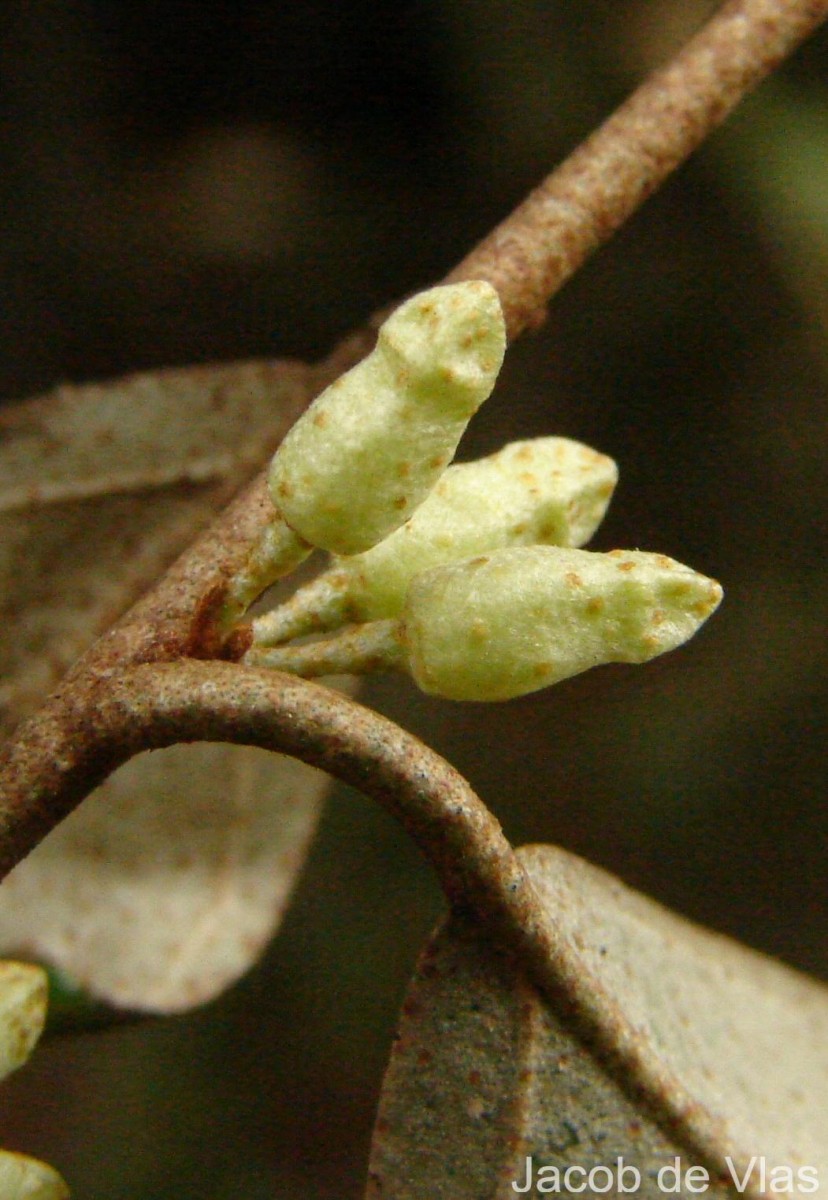 Elaeagnus latifolia L.